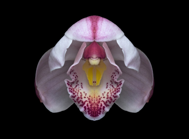 Обои картинки фото цветы, орхидеи, орхидея, цветок, фон, чёрный, макро