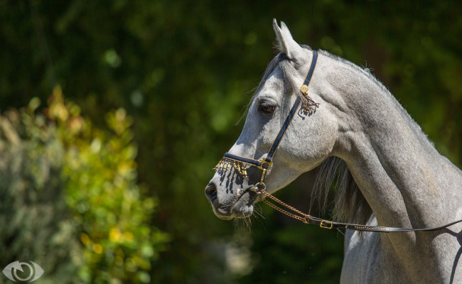 Обои картинки фото автор,  oliverseitz, животные, лошади, конь, морда, профиль, грива, серый, солнце, свет, лето
