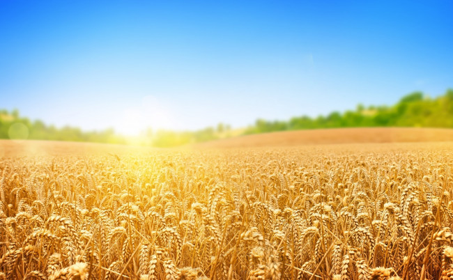 Обои картинки фото пшеничное поле, природа, поля, пшеничное, поле
