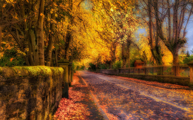 Обои картинки фото осень, природа, дороги, дорога, мох, на, мосту