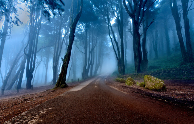 Обои картинки фото природа, дороги, туман, лес, португалия, склон, деревья