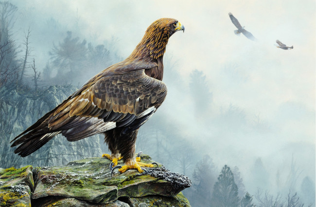 Обои картинки фото рисованное, животные,  птицы,  орлы, скалы, пейзаж, природа, полет, орел, птица, туман, деревья