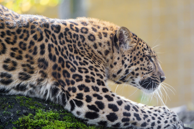 Обои картинки фото животные, леопарды, кошка, хищник, профиль, пятна, зоопарк