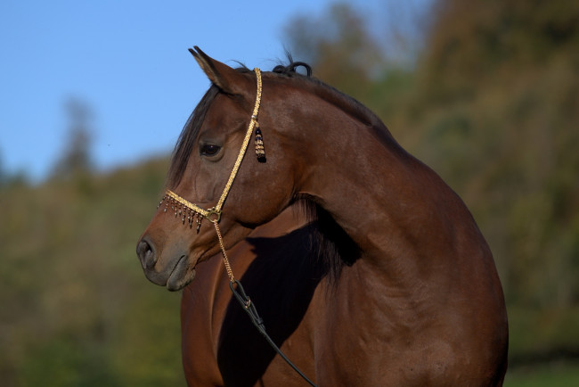 Обои картинки фото автор,  oliverseitz, животные, лошади, красавец, шея, морда, профиль, гнедой, конь