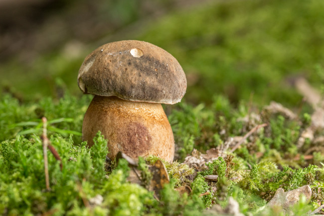 Обои картинки фото природа, грибы, моховик