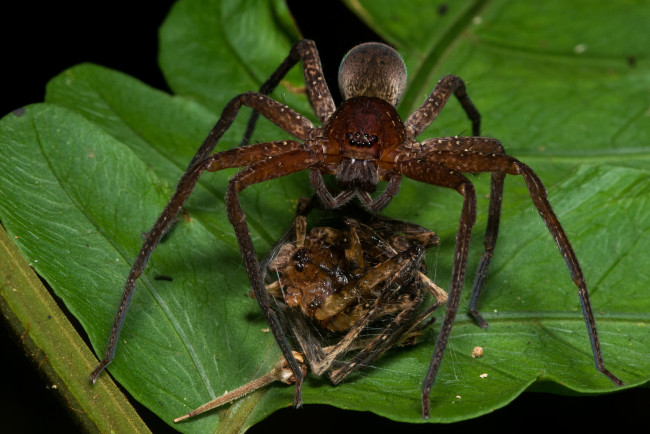 Обои картинки фото животные, пауки, лист, паук, макро, насекомое