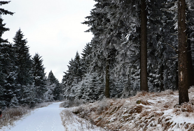 Обои картинки фото природа, зима, лес, деревья, снег, иней, дорога