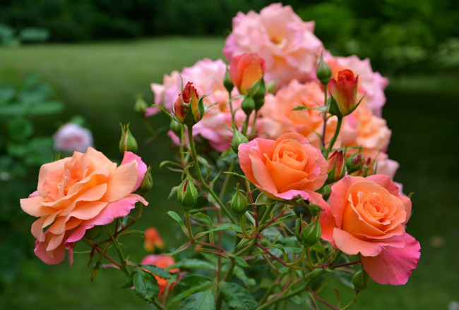 Обои картинки фото цветы, розы, оранжевые, куст