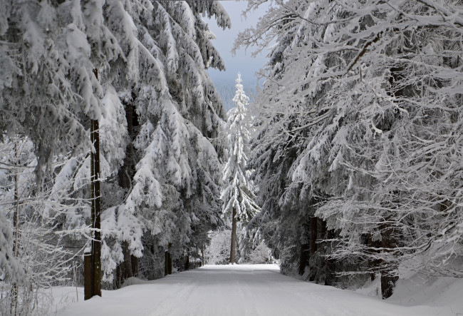 Обои картинки фото природа, зима, иней, снег, деревья, лес
