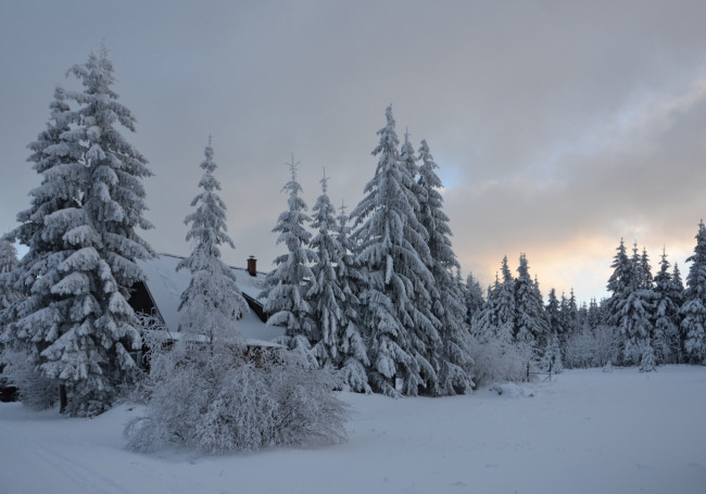 Обои картинки фото природа, зима, ели, снег, деревья