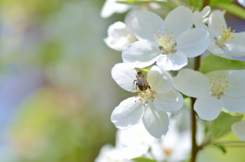 Картинка цветы цветущие+деревья+ +кустарники макро жук цветение ветка весна