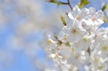 Картинка цветы сакура +вишня вишня макро небо весна