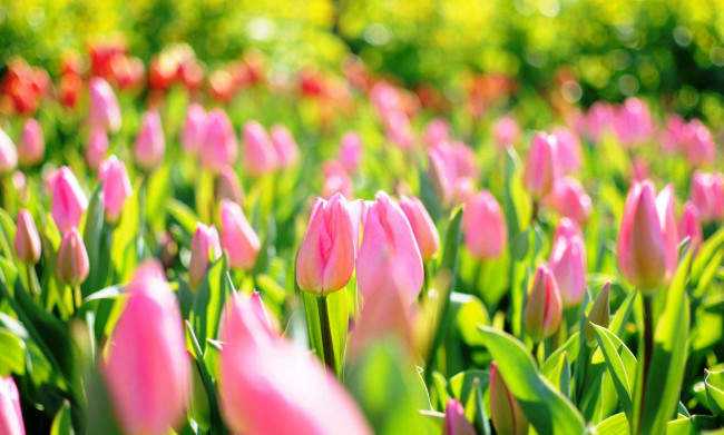 Обои картинки фото цветы, тюльпаны, розовые, поле, солнце