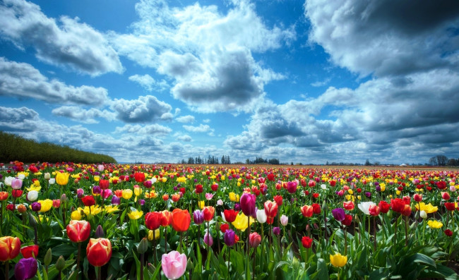 Обои картинки фото цветы, тюльпаны, тбльпаны, поле, облака, небо, разноцветные
