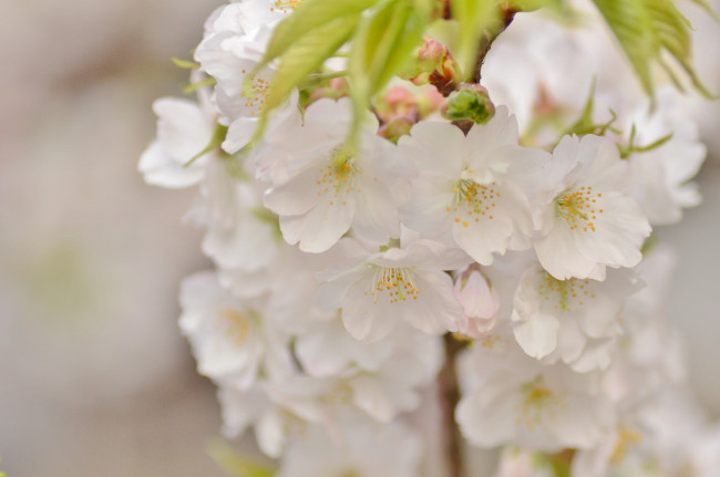 Обои картинки фото цветы, сакура,  вишня, розовый, вишня, весна, ветка