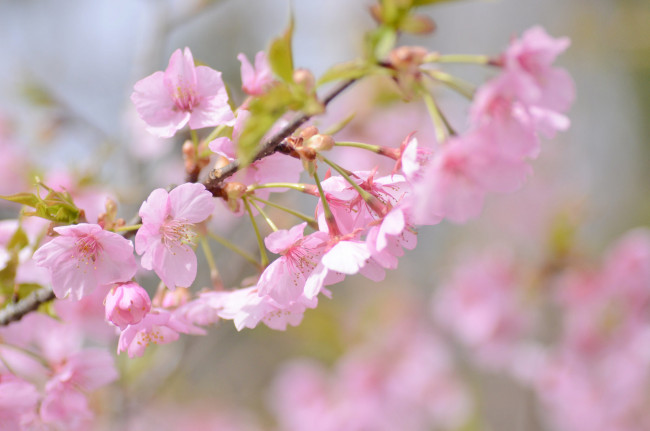 Обои картинки фото цветы, сакура,  вишня, весна, вишня, ветка, розовый