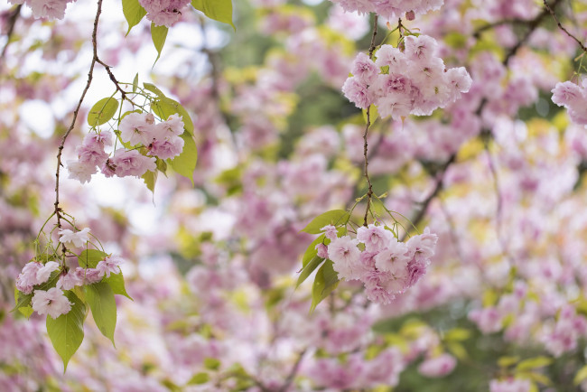 Обои картинки фото цветы, цветущие деревья ,  кустарники, весна, розовый, сакура, дерево, цветение