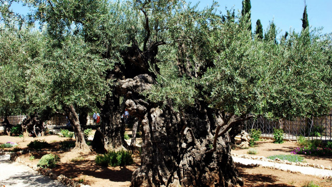 Обои картинки фото природа, деревья, старое, дерево, оливковое