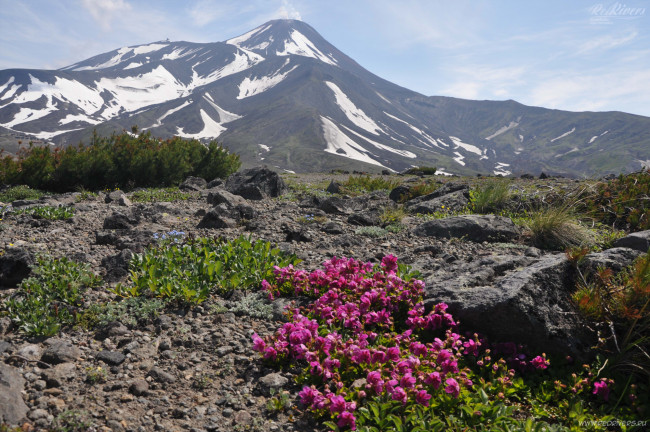 Обои картинки фото природа, горы, вершина, авачинского, вулкана, камчатка, россия
