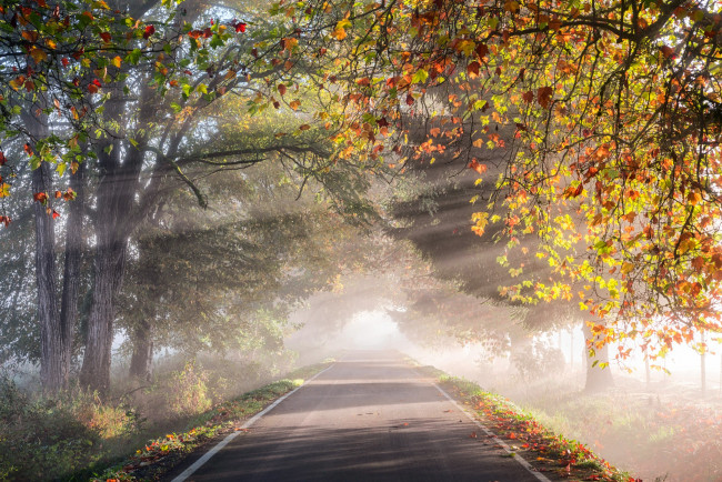 Обои картинки фото природа, дороги, осень, дорога, утро, дымка, свет, деревья, листва