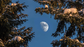 Картинка природа зима небо швеция луна ели