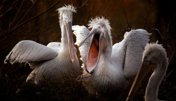 Картинка животные пеликаны птицы природа