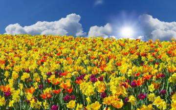 Картинка цветы разные+вместе нарциссы тюльпаны