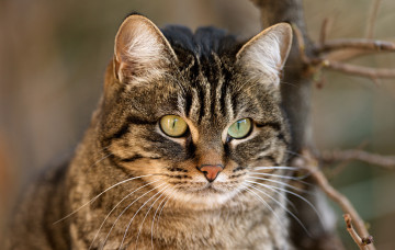 Картинка животные коты серый кот полосатый