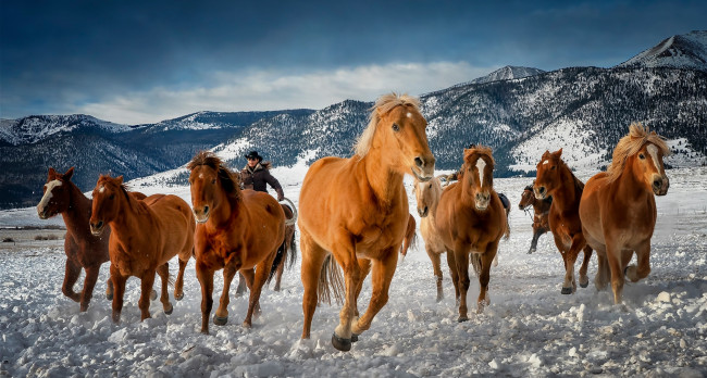 Обои картинки фото животные, лошади, колорадо, табун, горы, зима, кони