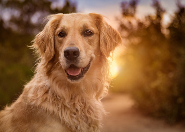 Обои картинки фото животные, собаки, золотистый, солнце, ретривер