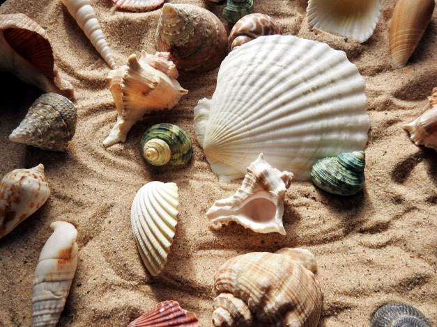 Обои картинки фото разное, ракушки,  кораллы,  декоративные и spa-камни
