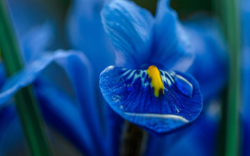 Картинка цветы ирисы синий ирис макро капли