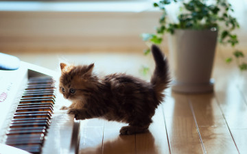 Картинка животные коты котенок клавиши растение