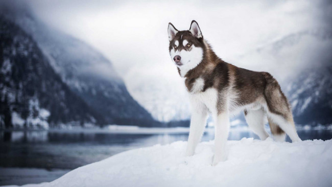 Обои картинки фото животные, собаки, сибирская, хаски, собака, стоя, на, снегу, размытый, фон, заснеженные, горы