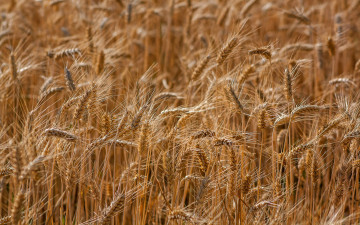 Картинка природа поля поле пшеница колосья