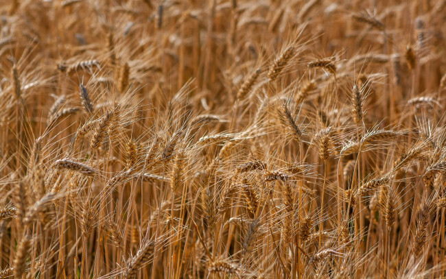 Обои картинки фото природа, поля, поле, пшеница, колосья