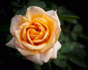 Картинка цветы розы чайная роза макро
