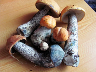 Картинка еда грибы +грибные+блюда подосиновики