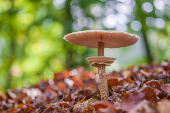 Картинка природа грибы гриб