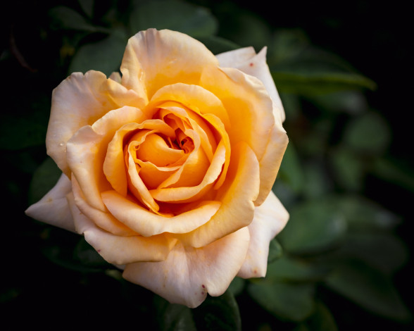 Обои картинки фото цветы, розы, чайная, роза, макро