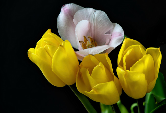 Обои картинки фото цветы, тюльпаны, бутоны, разноцветные