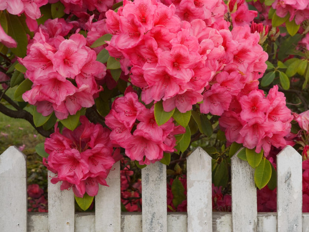 Обои картинки фото rhododendron, and, fence, reedsport, oregon, цветы, рододендроны, азалии