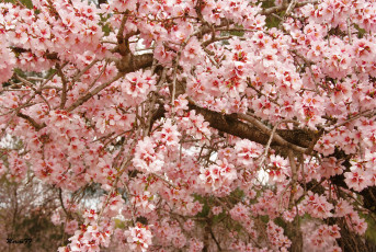 Картинка цветы цветущие деревья кустарники цветение весна