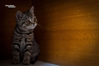 Картинка животные коты котенок прятки любопытство