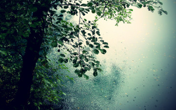 Картинка природа деревья листья капли дождь романтика лужи