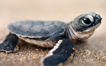 Картинка животные Черепахи черепашка
