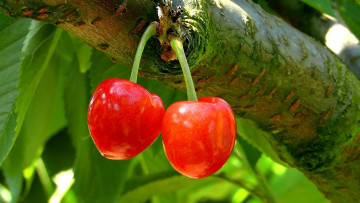 Картинка природа Ягоды вишня