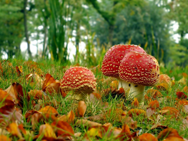 Обои картинки фото природа, грибы,  мухомор, листья, осень, трио