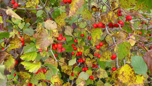 Обои картинки фото природа, Ягоды, осень, ягоды, листья