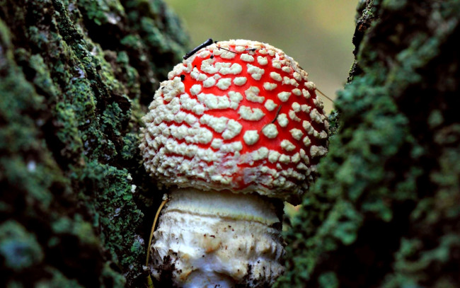 Обои картинки фото природа, грибы,  мухомор, одиночка